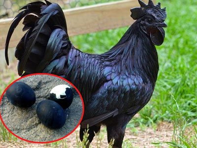 Gà mái  đen kịt đẻ ra  quả trứng đen xì