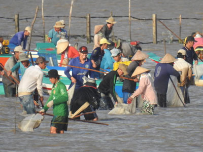 Phía sau chuyện “cướp nghêu”