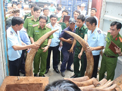 Khởi tố vụ buôn lậu trên 2 tấn ngà voi, phát hiện công ty đăng ký địa chỉ ma