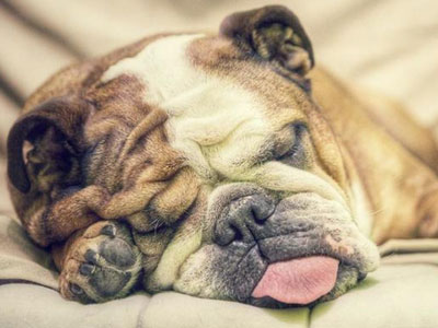 Hãy đối tốt với chó nhà mình, vì chúng vẫn mơ về bạn mỗi ngày
