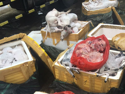 Gần 700 kg thịt chó mèo bốc mùi chuẩn bị vào nhà hàng