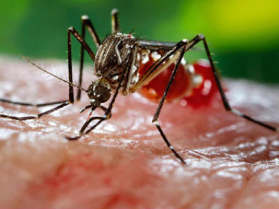 Một trẻ 4 tuổi ở Long An nhiễm virus Zika
