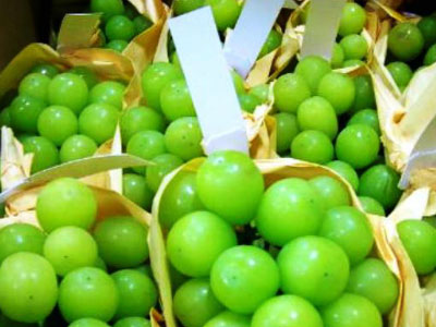 Nho mẫu đơn giá hơn triệu đồng một kg