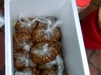 "Trò ảo thuật" biến nhộng tằm thối đen thành trắng phau bằng hóa chất