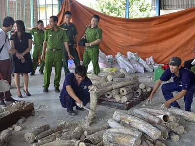 Ngà voi giá 40 tỷ trong ruột gỗ cập cảng ở Sài Gòn