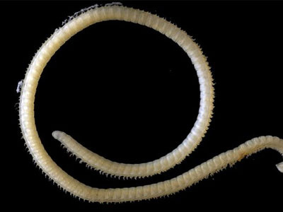 Phát hiện loài vật có 4 “của quý”, 200 tuyến độc