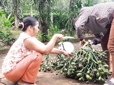 Quảng Trị: “Mua 1 bán 3”, nhà nhà buôn cau