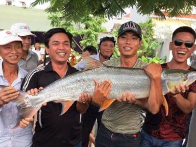 "Thủy quái sông Đà" mắc câu người dân ở Hải Phòng