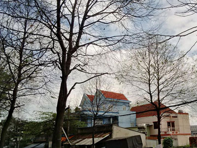 TP.HCM: Sâu bằng ngón tay ăn trụi lá cả loạt cây, dân sợ hãi