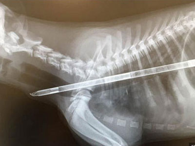 Chú chó được cứu sống sau khi nuốt chong chóng dài gần nửa mét
