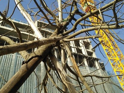 Chùm ảnh: Cây xanh mới trồng chết khô trên đường Hà Nội