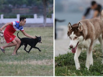 Hà Nội: Chó không rọ mõm vẫn tung tăng tại các khu vực công cộng khiến nhiều người e sợ
