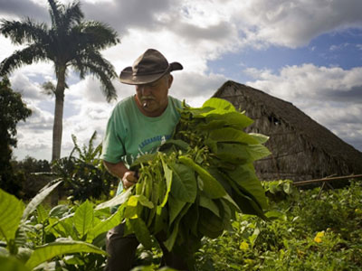 Quy trình sản xuất xì gà cầu kỳ ở Cuba