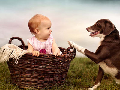 Vừa đưa chó về nhà nuôi, bé bốn tuổi bị cắn chết