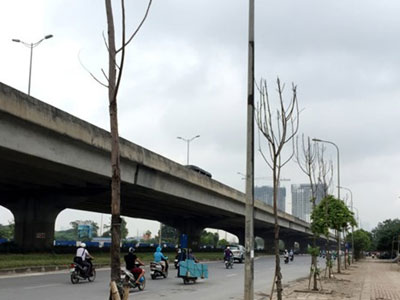 Hà Nội: Đề nghị "cấm cửa" nhà thầu trồng cây chết khô