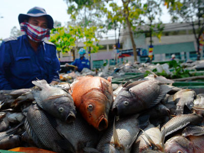 Quá nhiều cá rô phi trên kênh Nhiêu Lộc - Thị Nghè