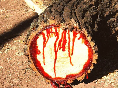 Không phải trò đùa ngày Halloween, loài cây kỳ lạ phun máu ra như người bị thương