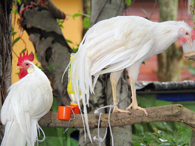 Trào lưu kinh doanh gà độc, lạ cho năm Đinh Dậu
