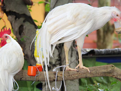Trào lưu kinh doanh gà độc, lạ cho năm Đinh Dậu