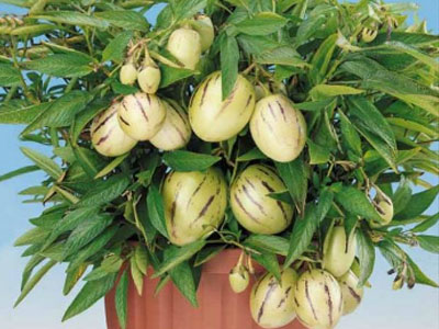 Những chậu cảnh "hàng độc" cho Tết Đinh Dậu