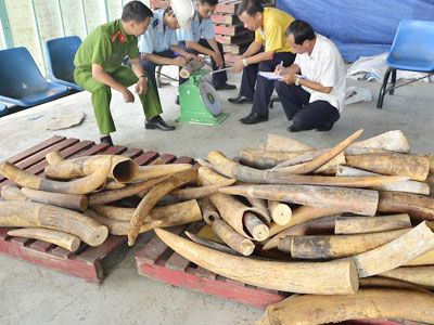 Ngà voi giá hàng chục tỷ đồng lại cập cảng Sài Gòn