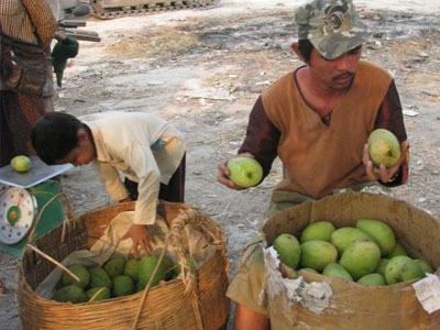 Việt Nam có thừa nhưng xoài nhập lậu vẫn tăng mạnh