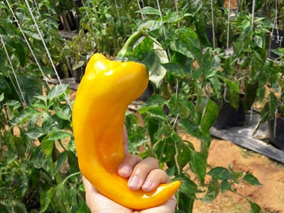 Ớt khổng lồ nửa kg một trái trồng không kịp bán