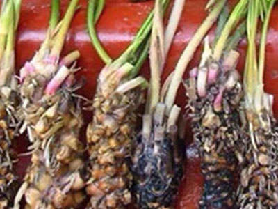 Củ súng: Dược liệu quý giúp nam giới "yêu" không biết mệt