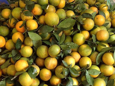 Khắp nơi cam Tàu, bao nhiêu đặc sản cam Việt nơi đâu