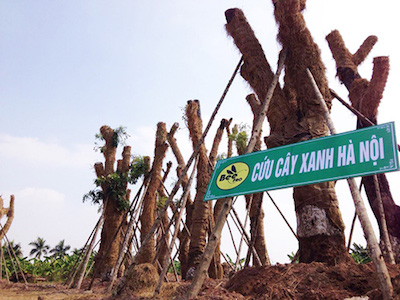 Cận cảnh khu vườn nghỉ dưỡng của các "cụ cây" Kim Mã