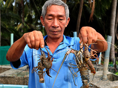 Người nuôi tôm hùm thiệt hại trăm tỷ do mưa lũ