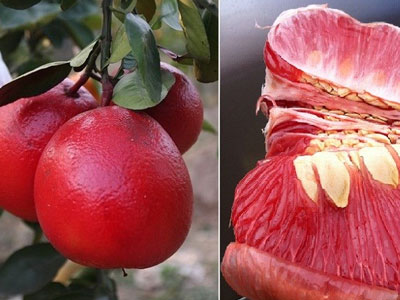 Giật mình bưởi lạ khổng lồ, đỏ rực, vàng bóng...