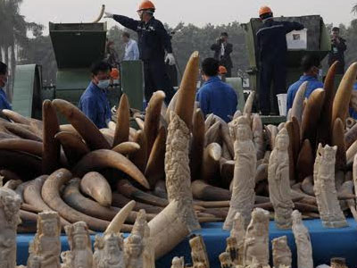 Nghiền nát hơn 2 tấn ngà voi và 70 kg sừng tê giác để tiêu hủy