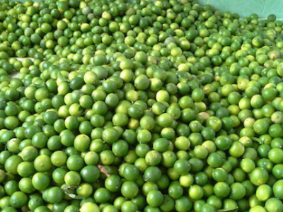 Chanh giảm giá mạnh vì mưa kéo dài