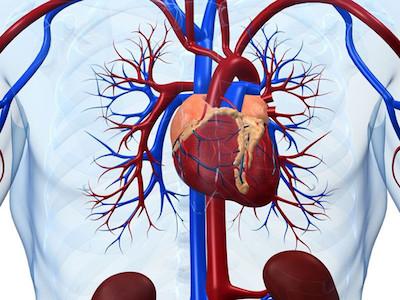 Người sống sót sau ung thư có nguy cơ tử vong cao vì bệnh tim
