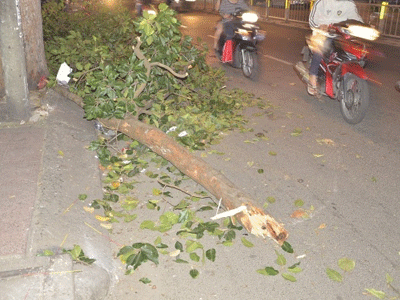 Cây gãy đè trúng đôi vợ chồng cùng con nhỏ giữa trung tâm Sài Gòn