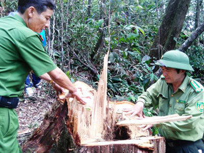 Kỷ luật Đảng tổ chức, cá nhân liên quan vụ phá rừng pơmu