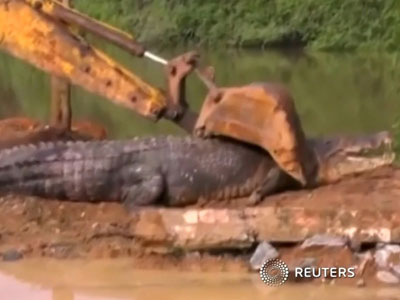 Phát hiện cá sấu quái vật nặng 1 tấn lẩn trốn trong kênh Sri Lanka