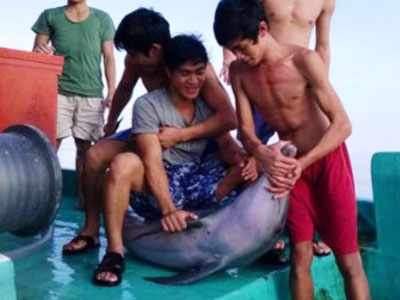 Truy tìm nhóm thanh niên cắt đầu, mổ bụng cá heo