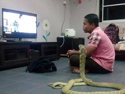 Chàng trai Thái sống hạnh phúc với vợ là... rắn hổ mang
