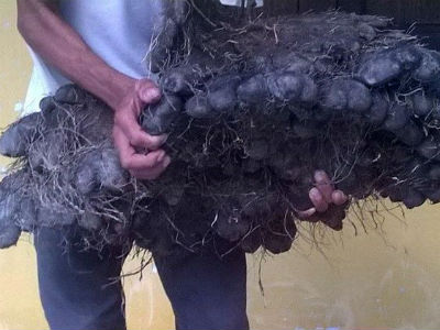 Củ khoai tía nặng 23 kg và có hình bàn tay gấu
