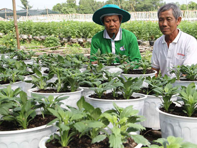 Hoa kiểng mới, lạ, độc đáo ra thị trường dịp tết