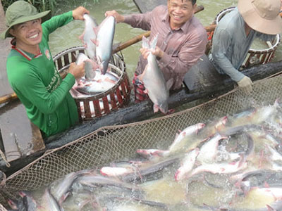 Thương lái Trung Quốc làm loạn giá cá tra