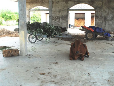 Trung tâm thương mại 14 tỷ hoang phế ở huyện nghèo