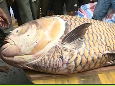 Cá hô nặng 125 kg mắc lưới ngư dân miền Tây