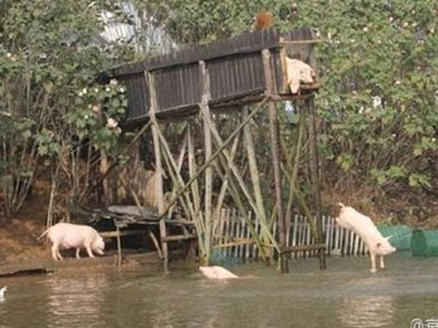 Lão nông cho lợn nhảy cầu tập bơi để... tăng độ ngon của thịt