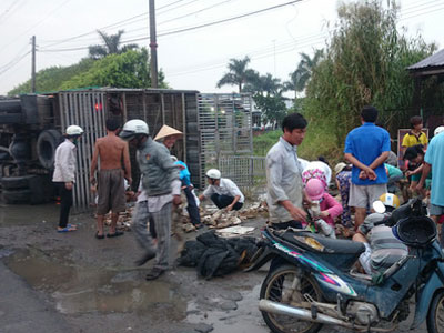 Cảm động hàng trăm người gom 800 con vịt trên Quốc lộ 1