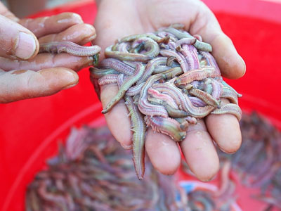 Săn "lộc trời" kiếm trăm triệu đồng mỗi ngày