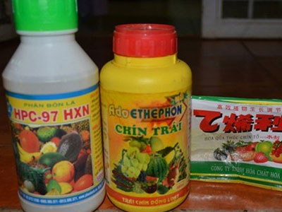 Rợn người nghe dân buôn kể "thuốc thần kỳ" thúc chín hoa quả