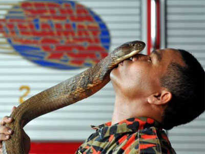 Sự thật về chàng trai Thái cưới hổ mang khổng lồ làm vợ